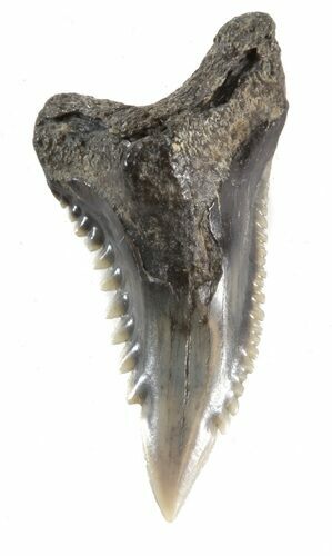 Hemipristis Shark Lower Lateral Tooth - Maryland #42578